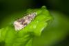 Celypha lacunana